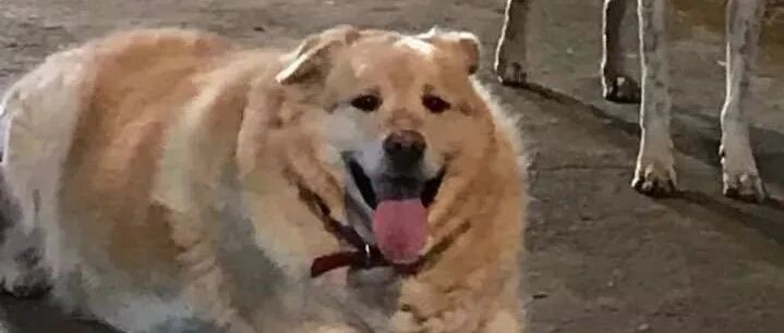 “这金毛太胖了，活得也好痛苦，不如你们为它安乐死吧！”