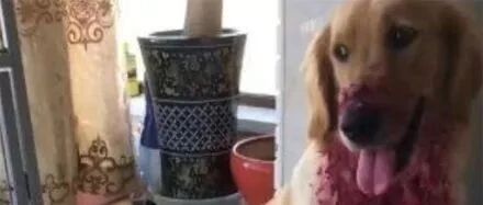 主人下班回家，发现金毛满身是血，走近一看顿时气炸了.....