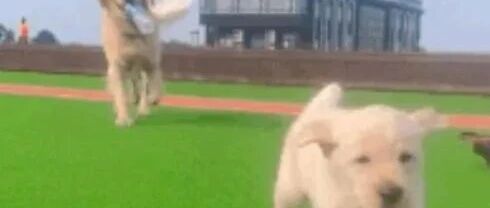 金毛妹妹走丢后主人苦苦搜寻至凌晨，绝望之际，竟然被狗哥哥找到了！