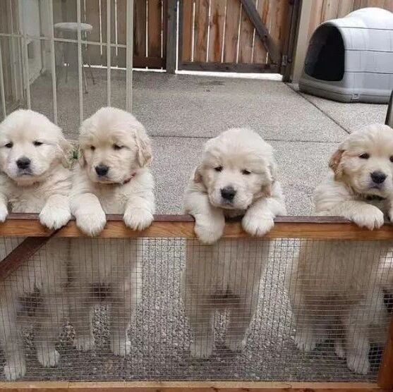 小金毛，你能长得慢点吗？