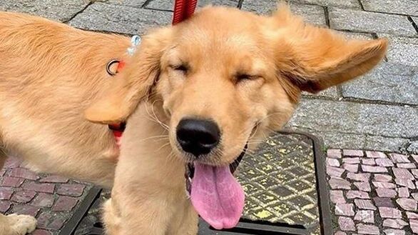 开心到飞起！！金毛的一对大耳朵原来有这样的用途....