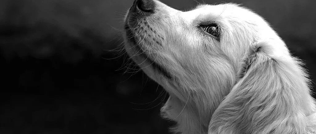 救活流浪汉的狗后，这位医生离开了宠物医院！