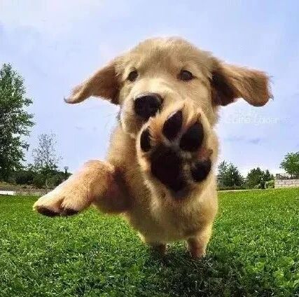 萌嘟嘟的小金毛，吸一口加油！