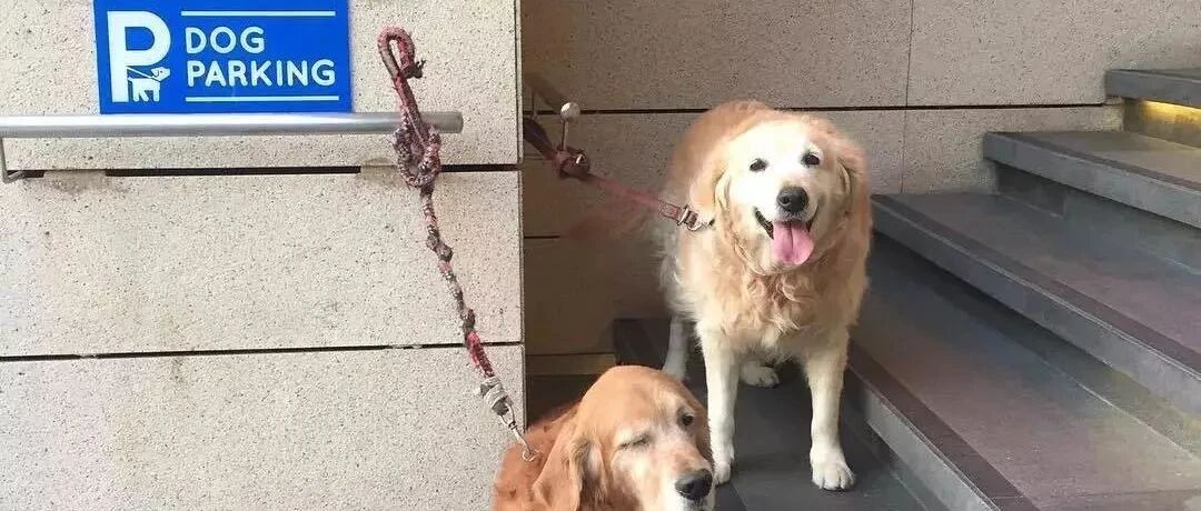 商场停狗位​上遇到了一只超可爱的大金毛，站得笔直笔直的，一脸乖乖等表扬的模样，简直要萌哭啦！