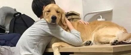 哥哥在做作业，金毛直接上桌演琼瑶戏码，妈妈笑哭：作业怎么办！