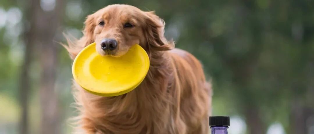 我的金毛还没到中年，怎么就得了关节炎？