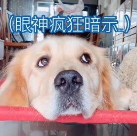 主人当着金毛的面撸别的“狗”，金毛这反应笑喷了