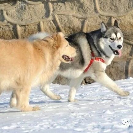 谁还敢说哈士奇不聪明？这次智商完爆金毛！