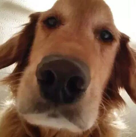 为什么狗狗喜欢在你睡觉的时候盯着你看？这个答案有点小揪心...