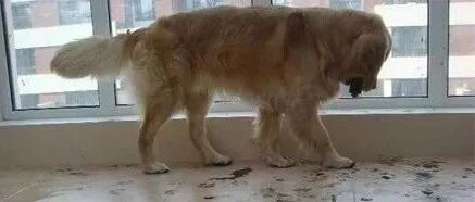 主人进房间忙了一会，出来后金毛给了他一个大大的惊喜.....