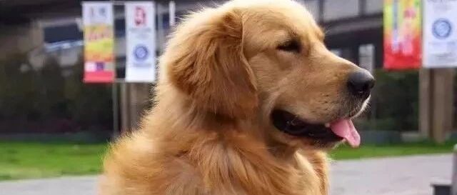 金毛犬到底有多聪明，你了解么？