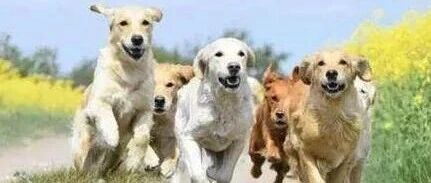 小女孩被一大群金毛扑倒，场面控制不住了！