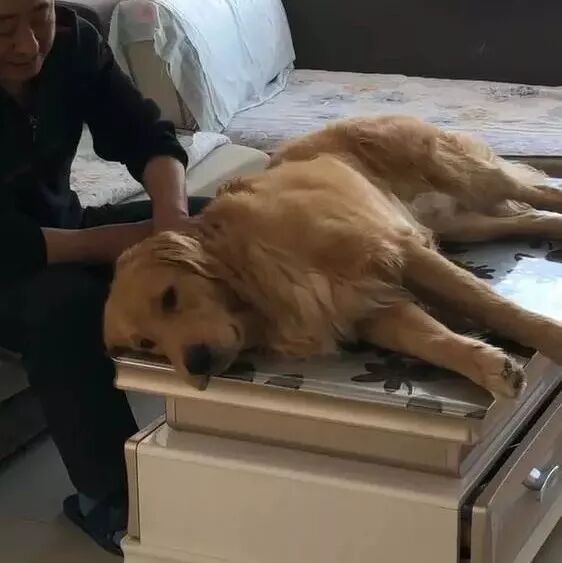 给爷爷买了一条金毛，一年后回家看望爷爷时，金毛居然被宠坏了!