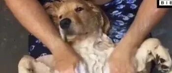 讲真，这真的是我见过最最舒服的狗狗洗澡了！