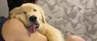 爸爸回家晚了俩小时，大金毛的表现简直是戏精本精！