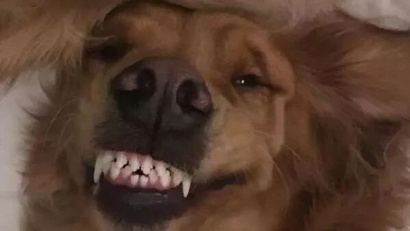 金毛那么暖，送老爸一只……别，千万别坑爹！