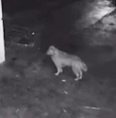 主人一家被隔离了，大金毛一直守护家园不肯离去……监控下的画面让人揪心！