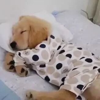 网友给家里的小金毛做了套睡衣，小天使穿上睡着的样子可爱爆了！