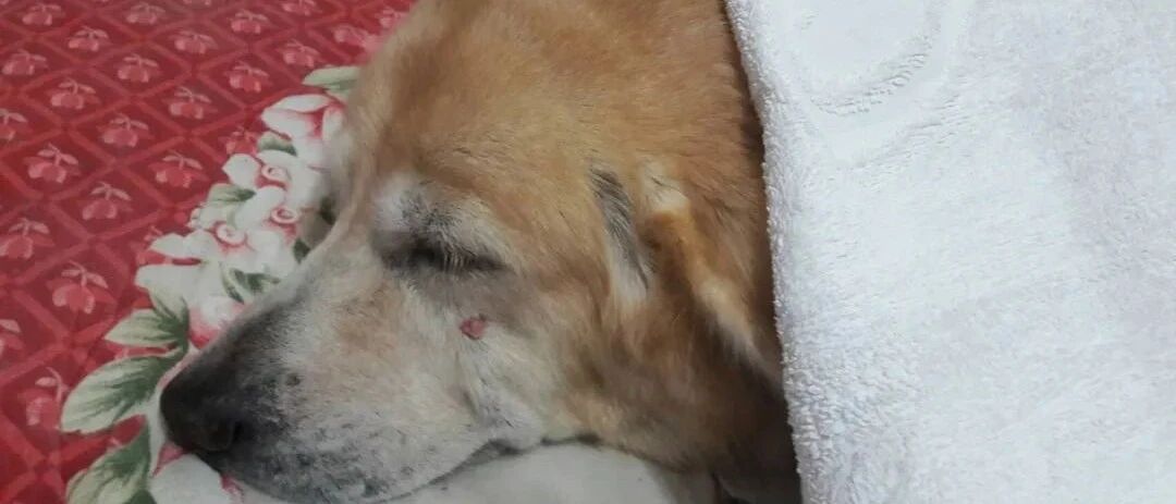 16岁的老金毛离世，一周后主人发现，它给自己留下了一份特殊的礼物…