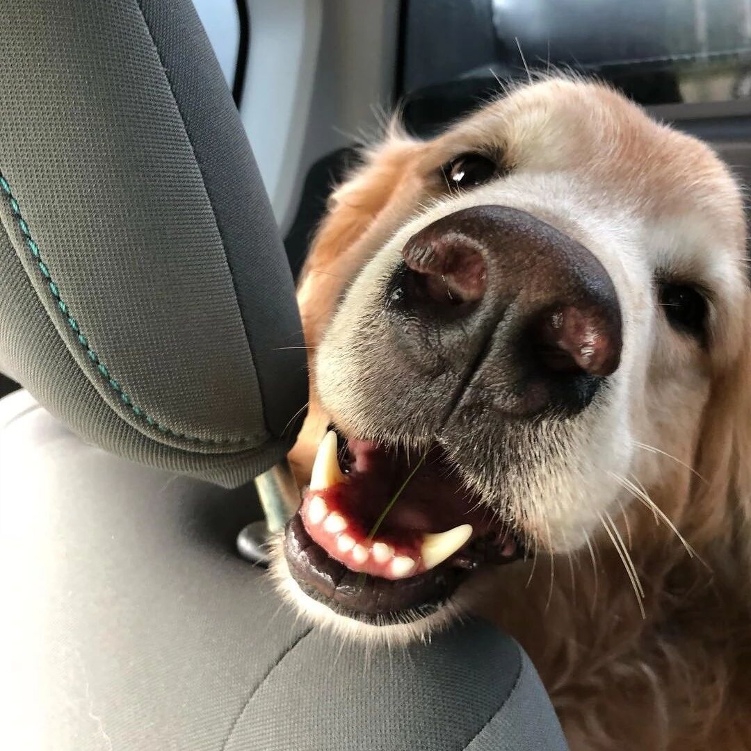 金毛兴高采烈地凑到男主人身边，没想到差点晕了过去……