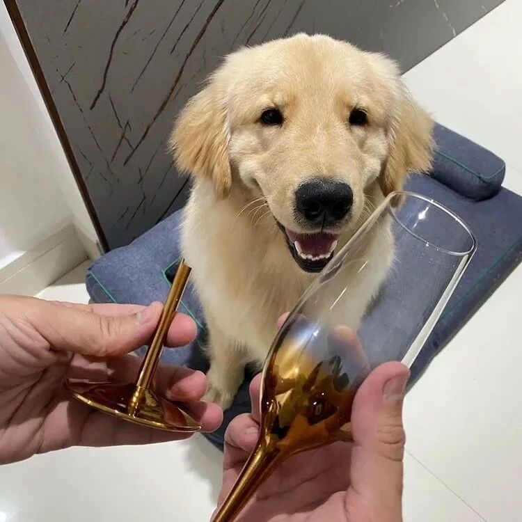 金毛在变成大暖男之前，究竟需要献祭多少家具？