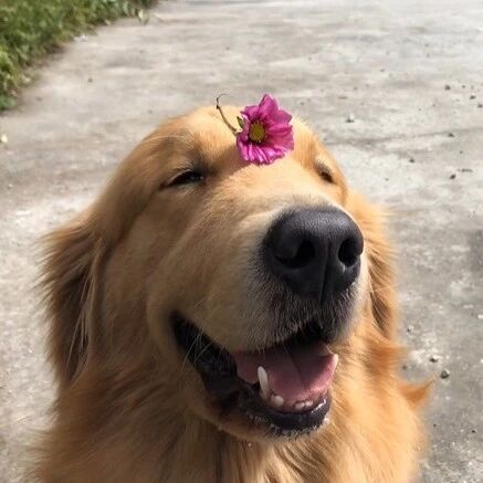 铲屎官出远门把大金毛寄养了，回家后想给它惊喜就偷偷去接狗狗，没想到……差点打起来了！