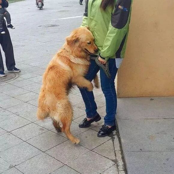 拥有“招狗体质”是一种怎样的体验？就没有撸不到的狗！