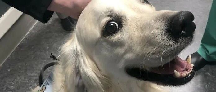 医院里突然出现一只金毛犬，多次驱赶后却被护士阻止了，原来……