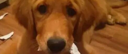 养狗有哪些不开心？说出来让大家开心开心！