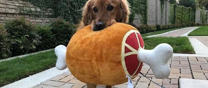 大金毛每次出门都要叼着东西，网友：这是自备干粮？