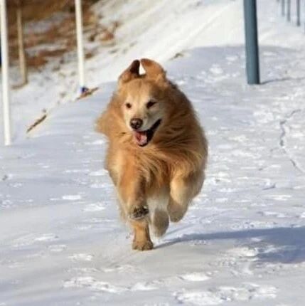 那只超爱滑草的大金毛，终于滑上了雪！