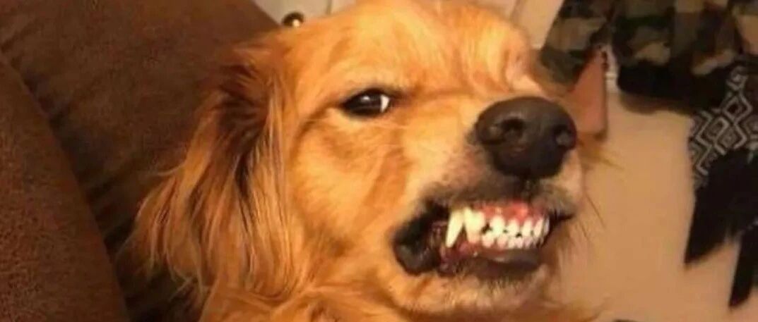 大金毛经常呲牙，被认为太凶即将安乐，可领养后才发现它是在...