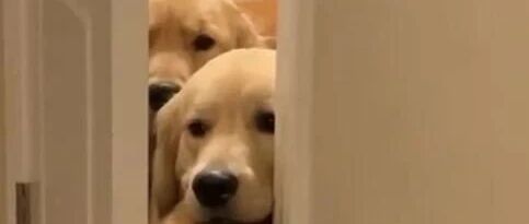 上个厕所被一群金毛监视，狗子：铲屎的又在偷吃？