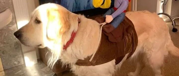 主人给金毛剃毛不小心手滑了，却意外发现了，一个赚钱的好办法！