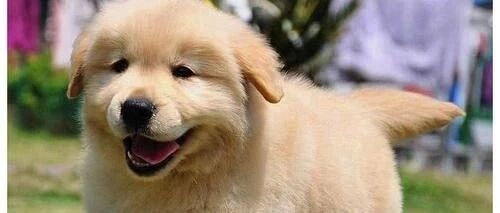 小金毛第一次出门没经验，这一下可把铲屎官吓坏了！