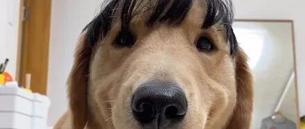 网友给金毛戴了一顶假发，没想到越看越魔性，忍不住笑喷了！