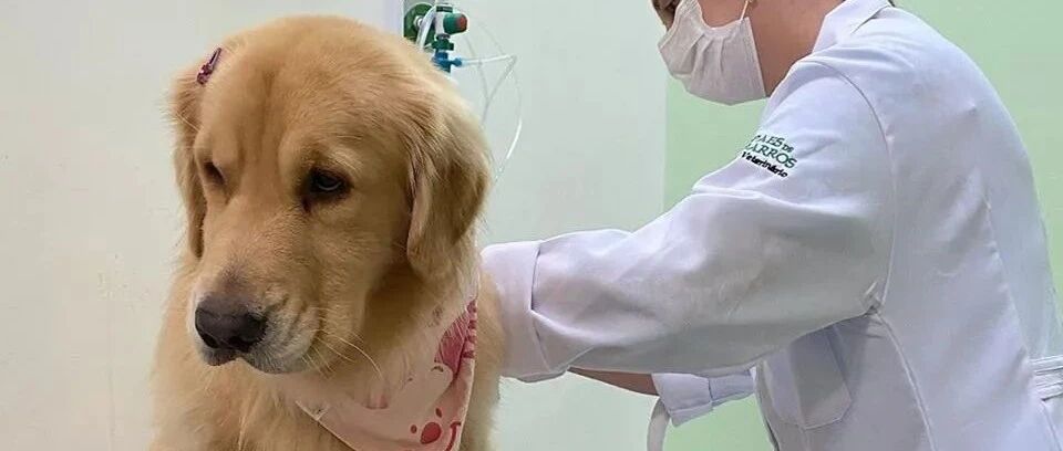 金毛很怕看医生，于是它找了一个神器来壮胆，笑喷了！网友：看到头上的小发夹就知道内心住了个小公主！！