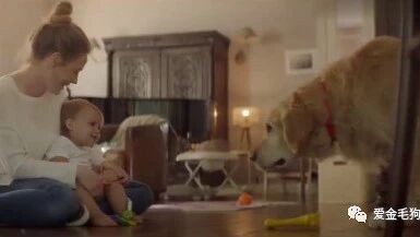 金毛：“我陪你长大，谢谢你陪我终老！”