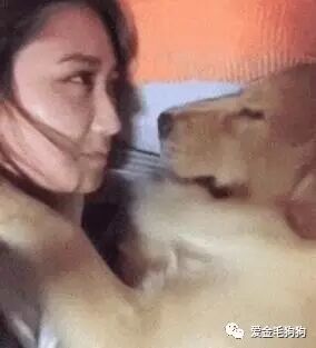 女主人偷亲熟睡中的金毛，结果它竟作出这个反应，太可爱了......