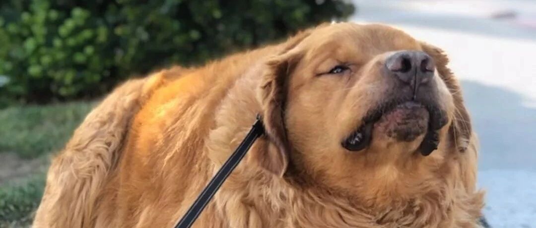 金毛胖到像只炸鸡，它一年狂减60斤，网友惊呼：简直汪界吴彦祖！