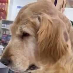 被保安持棍打成重伤的14岁金毛因病情恶化离世，现已入土为安…