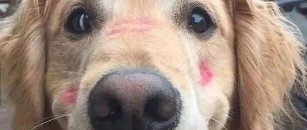 如果你有幸养了只金毛，请一定好好珍惜…