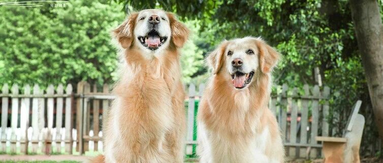 在一线城市养两只金毛的花费一个月竟然是……