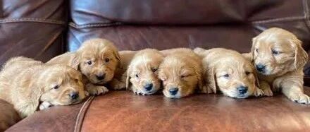 金毛生了13只小宝宝，它第一次喂奶的举动，网友都融化了：孩子真幸福！