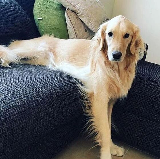 对于“不许上沙发”这个规定，人家金毛是这样变通的...