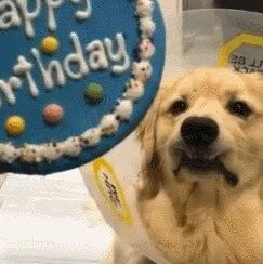 每一只金毛都是“饿鬼转世”.....