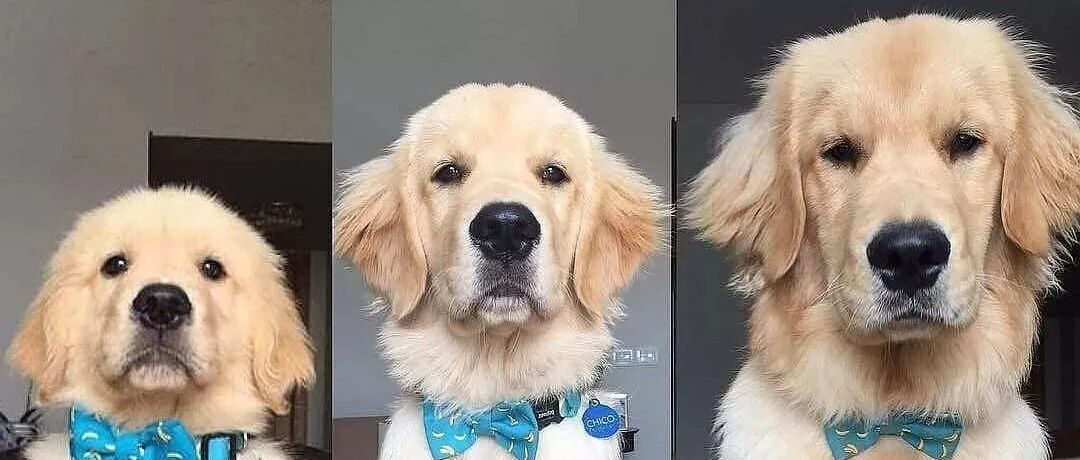 珍惜狗子的小时候，它们真的是一眨眼就长大了！