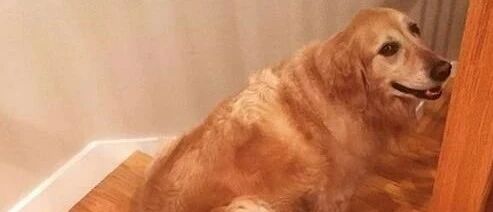 这只大金毛上楼梯的方式，实在太魔性了...