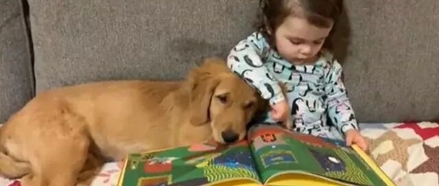 金毛和小主人相亲相爱，每天黏在一起，爸妈看了都羡慕！