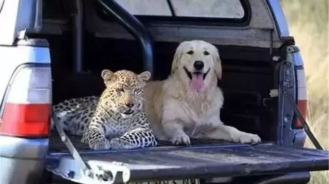 大金毛交了一个新朋友，第一眼我被吓到了！